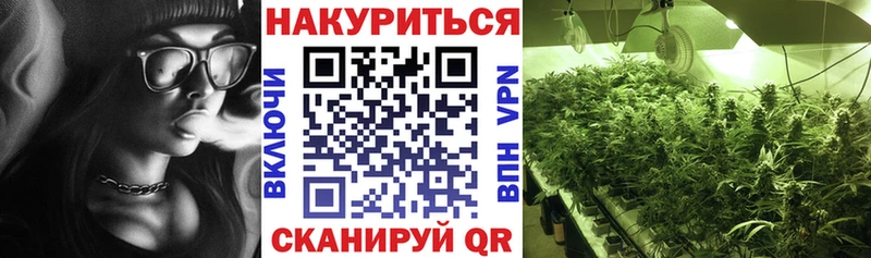 Конопля сатива  Чекалин 